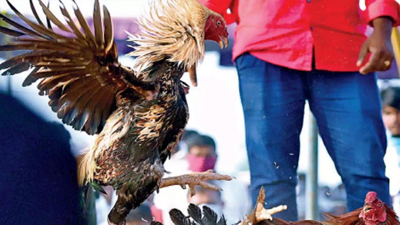 Bird kills man at cockfight: కోడి అరెస్ట్ చేసిన పోలీసులు.. ఏ1 ముద్దాయిగా చేర్చారు.. అసలు విషయం ఏంటంటే..? - Cock arrest in jagtial in a murder case | TV9 Telugu