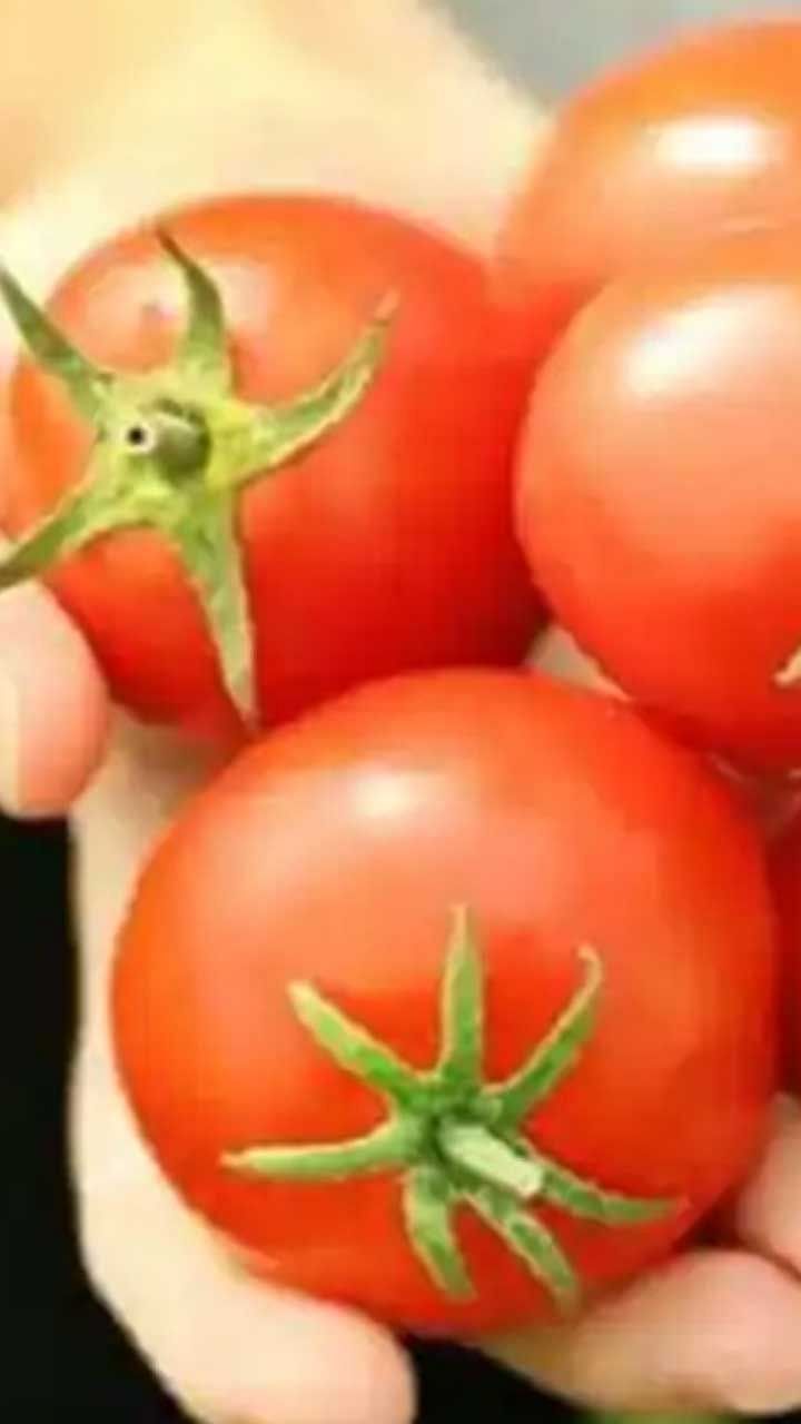 Tomato3