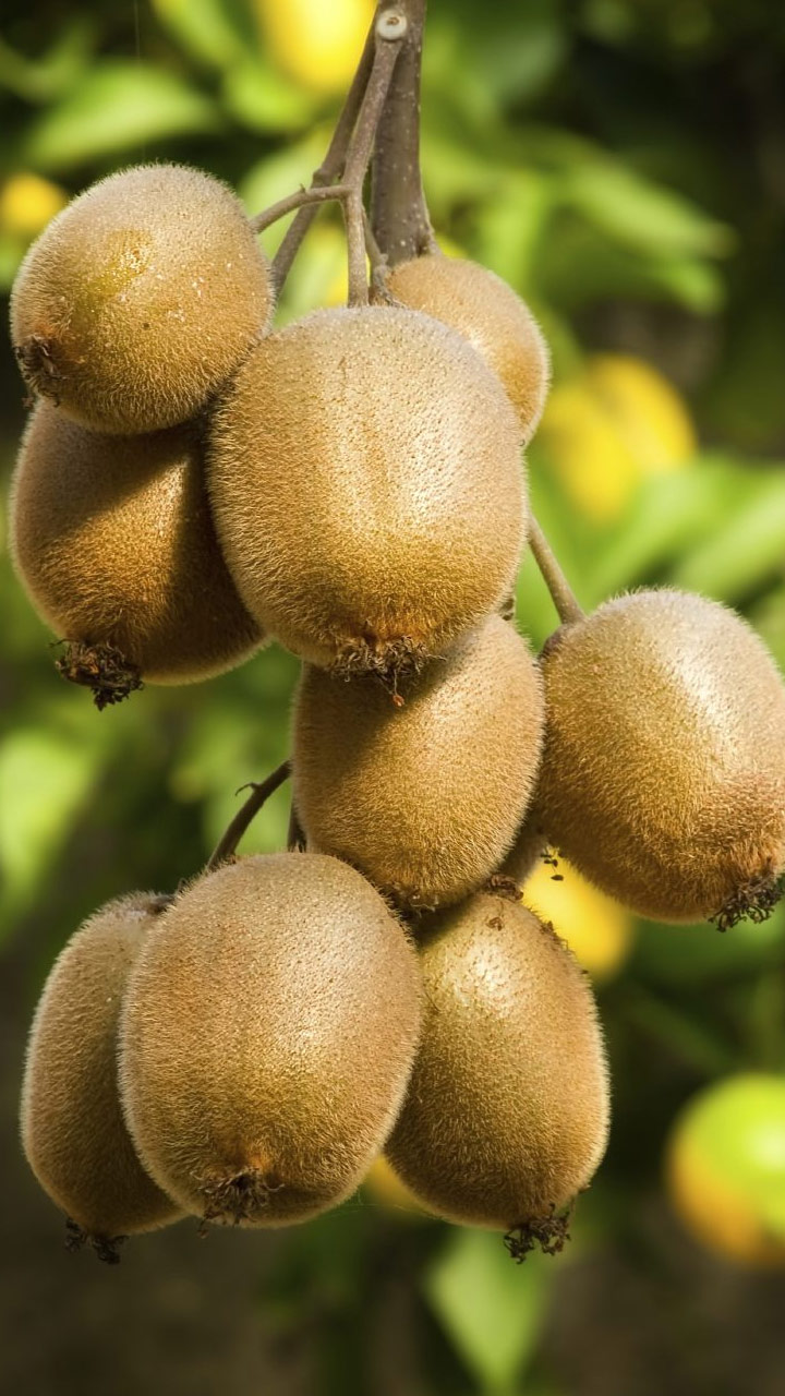 Kiwi 5